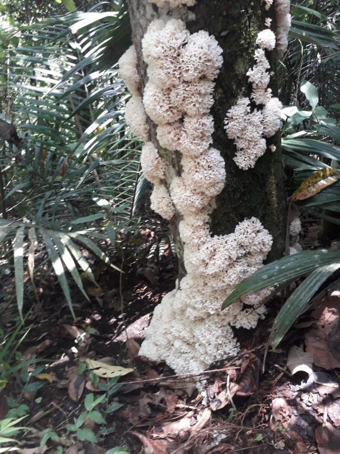Kasaguadua - Reserva Natural Саленто Экстерьер фото